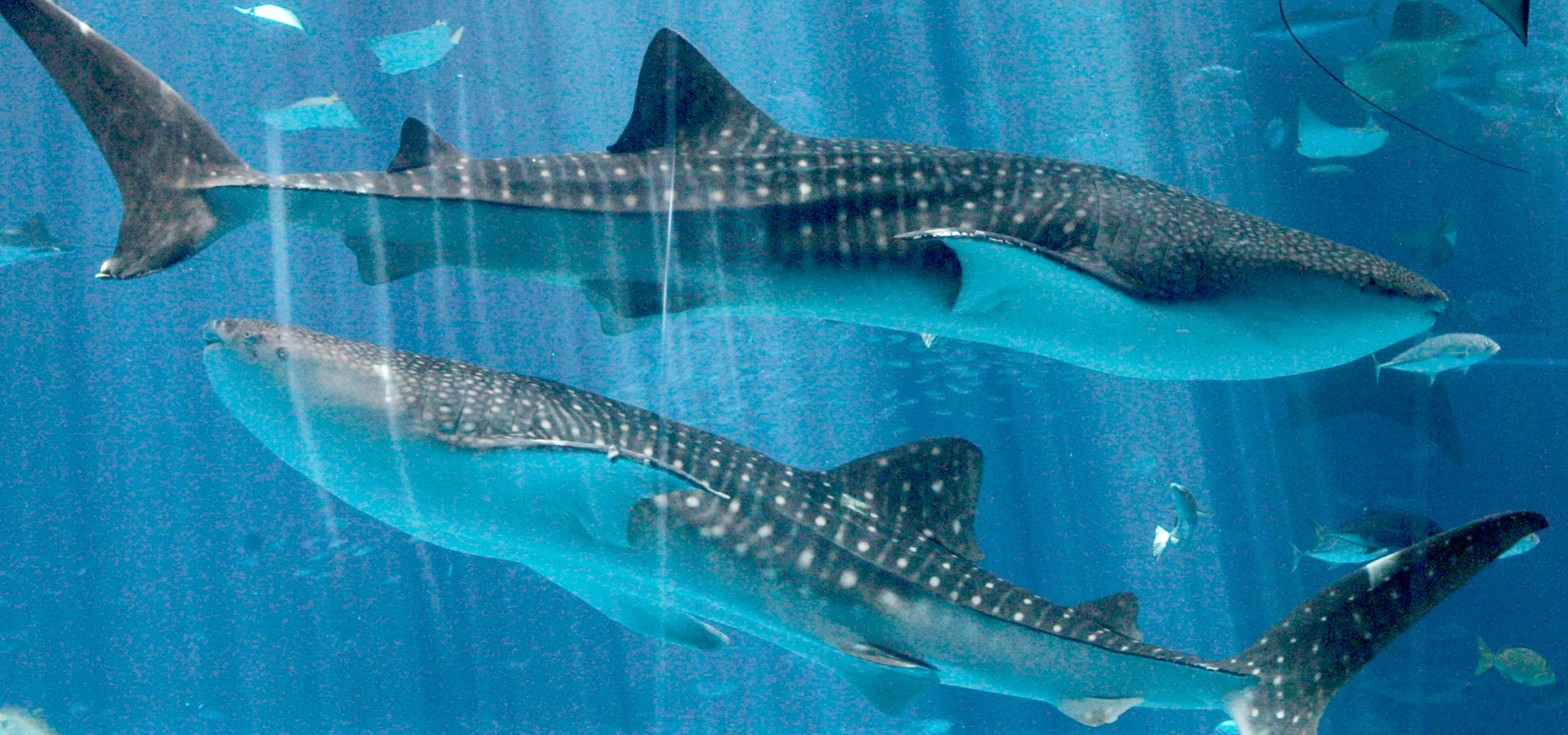 دریای عمیق آبی 3